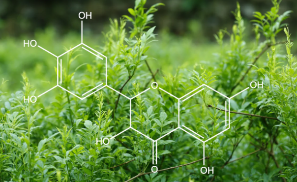 The Science Behind Dihydromyricetin.png